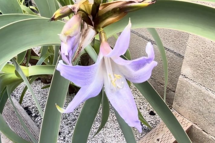 Planta Worsleya procera, Imperatriz do Brasil – Reprodução/YouTube