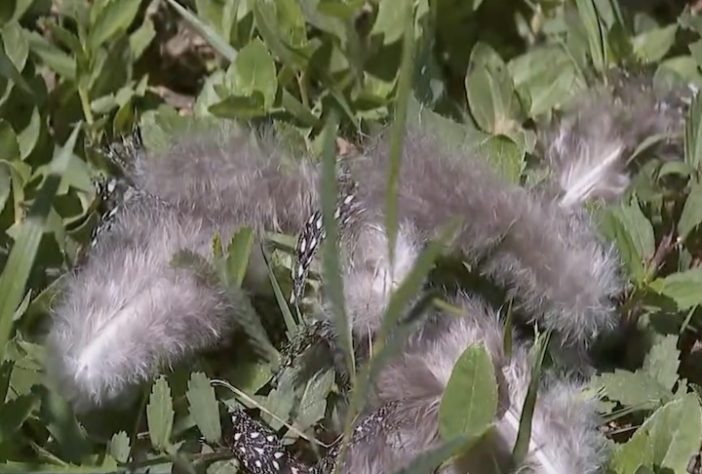 Dono de sítio em São Paulo perde 40 galinhas após ataque de onça – Reprodução/EPTV