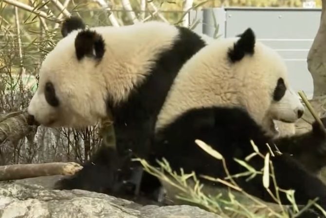 Japão devolve pandas à China e tensão entre os países cresce; entenda