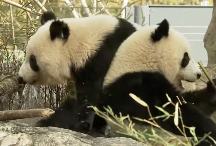 Pandas são devolvidos à China – Reprodução/France 24 English