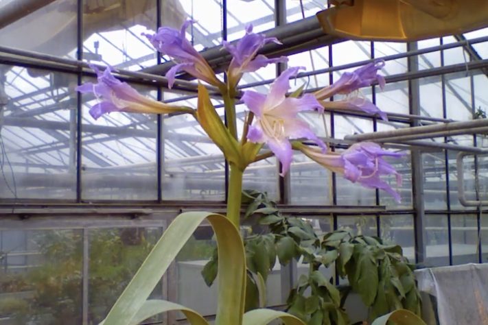 Planta Worsleya procera, Imperatriz do Brasil – Reprodução/YouTube