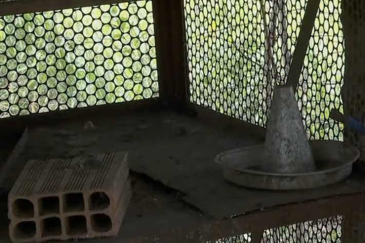 Dono de sítio em São Paulo perde 40 galinhas após ataque de onça – Reprodução/EPTV