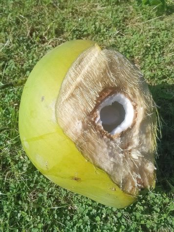 Emma Amit, influenciadora de 51 anos morre após ingerir caranguejo com toxina mortal – Reprodução/Redes Sociais