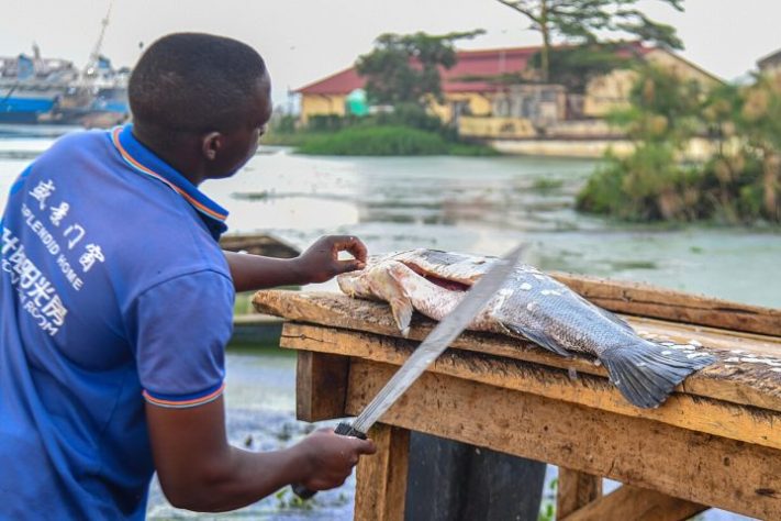 Peixe perca-do-Nilo – Wikimedia Commons/Ssemmanda will