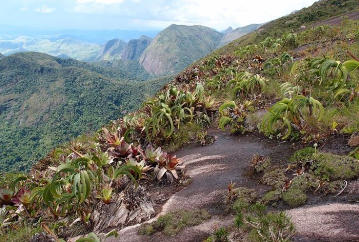 Planta Worsleya procera, Imperatriz do Brasil – Wikimedia Commons/Charles76