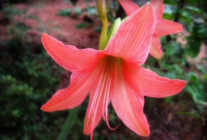 Planta amarilidáceas – Wikimedia Commons/Hari Samynaath