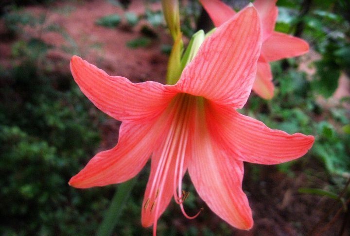 <p>Essa coloração é algo extremamente incomum entre as amarilidáceas, que geralmente variam entre o vermelho, branco e laranja.</p>
