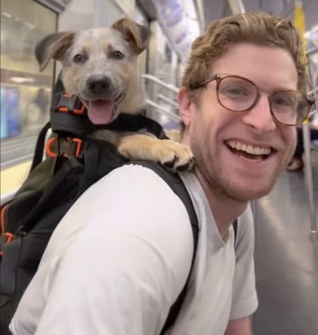 Bryan Reisberg, influenciador passeia com cães abandonados em mochilas pelas ruas de Nova York e 