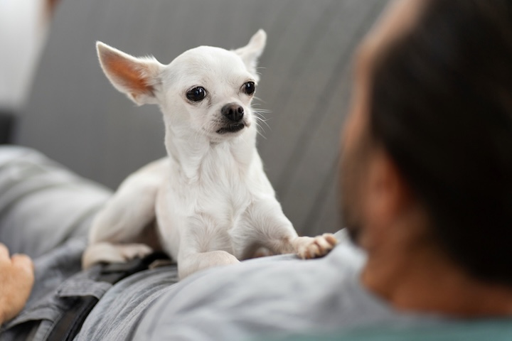 <p>Carinhosos, os chihuahuas podem ser reservados com estranhos e tendem a criar laÃ§os profundos com uma Ãºnica pessoa.</p>
