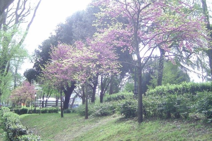 <p>O Parco delle Acacie é uma área verde frequentada principalmente por moradores da região. É um espaço tranquilo para lazer, caminhadas e descanso ao ar livre.</p>
