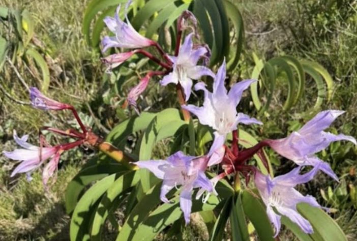 Planta Worsleya procera, Imperatriz do Brasil – Divulgação 