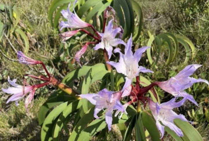 <p>A espécie resgatada é a Worsleya procera, popularmente conhecida como “Imperatriz do Brasil”.</p>
