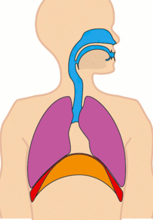 O soluço acontece porque há uma irritação nos nervos que controlam o diafragma. Os principais envolvidos são o nervo frênico e o nervo vago.