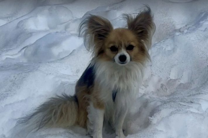 Chihuahua salva dono que caiu numa fenda em uma geleira na Suíça – Reprodução/Air Zermatt AG