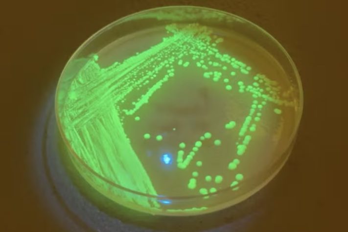 Cientista cria cerveja que funciona como vacina e causa controvérsia internacional - Farivar Hamzeyi/Sciencenews