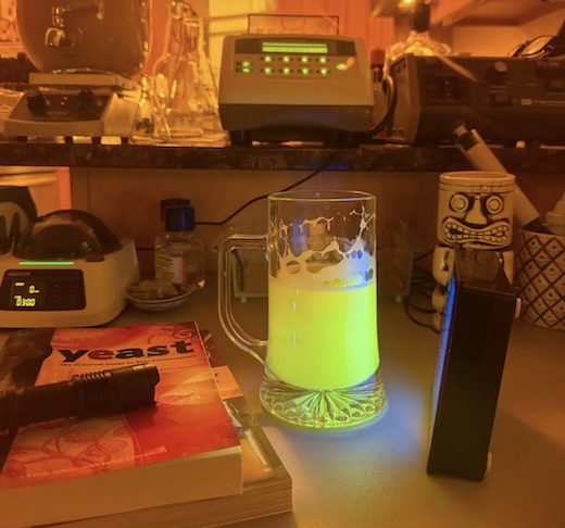 Em sua própria cozinha, Chris Buck desenvolveu uma cerveja utilizando leveduras modificadas geneticamente.