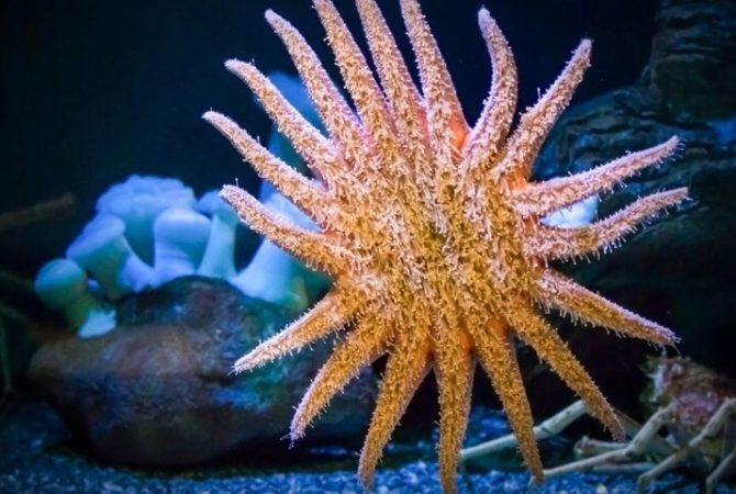 Cientistas recriam estrela-do-mar predadora para salvar algas da Califórnia