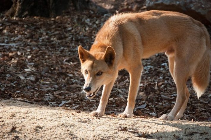 Dingo (cão selvagem australiano) | Flickr/Wikimedia Commons