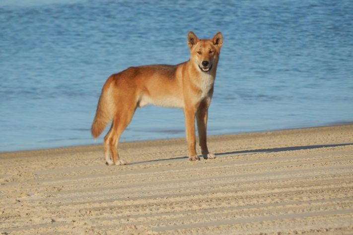 Dingo (cão selvagem australiano) | Flickr - TSUinternational Tarleton State University