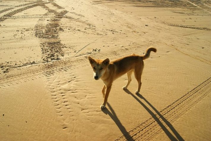 Dingo (cão selvagem australiano) | Flickr - Sarah
