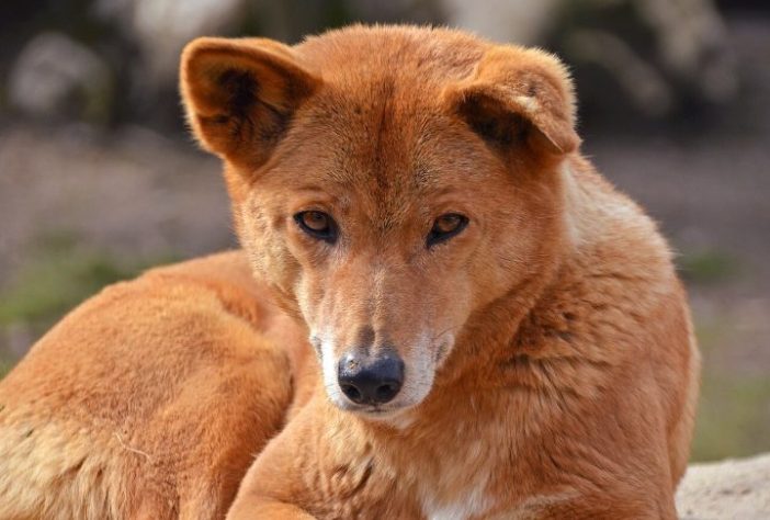 Dingo (cão selvagem australiano) - Wikimedia Commons/Clément Bardot