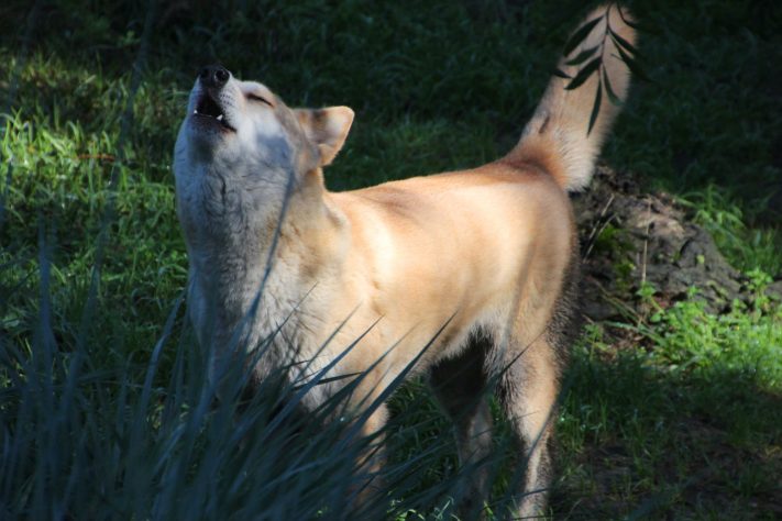 Dingo (cão selvagem australiano) | Flickr - John Englart