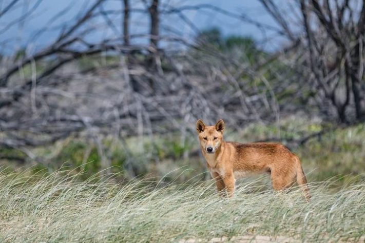 Dingo (cão selvagem australiano) – Wikimedia Commons/Newretreads
