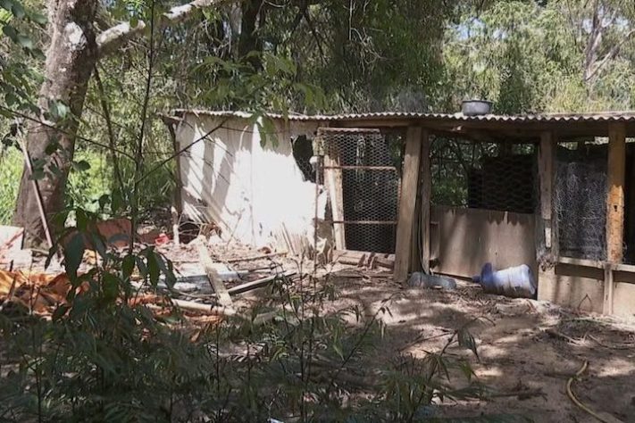 Dono de sítio em São Paulo perde 40 galinhas após ataque de onça – Reprodução/EPTV