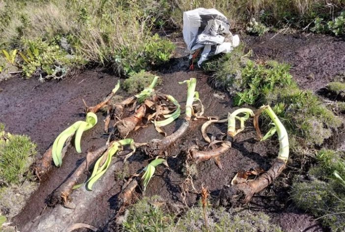 Exemplares da planta rara Imperatriz do Brasil foram recuperados após serem retiradas para o tráfico – Divulgação Inea/Seas