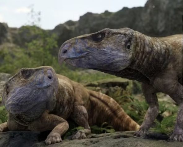 Fóssil na Hungria derruba tese histórica e indica que dinossauros com chifres viveram na Europa – Divulgação/Nature