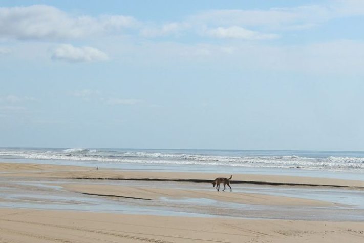 Ilha K’gari, Austrália - Wikimedia Commons/UrbanDruid