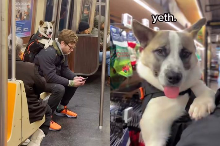 Bryan Reisberg, influenciador passeia com cães abandonados em mochilas pelas ruas de Nova York e 