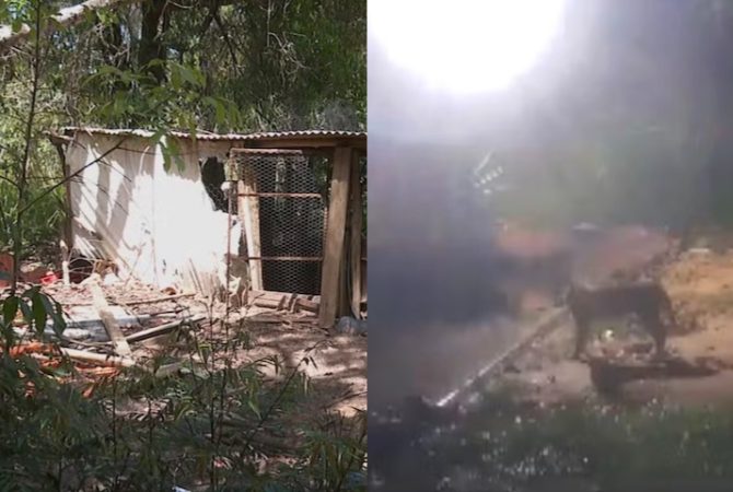 Após ataques de onça-parda, dono de sítio em São Paulo desiste de criar galinhas: ‘Ganho salário mínimo e vendia ovo’