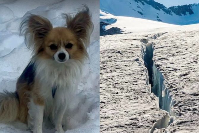 Após cair em fenda de geleira nos Alpes suíços, homem é resgatado graças ao próprio chihuahua