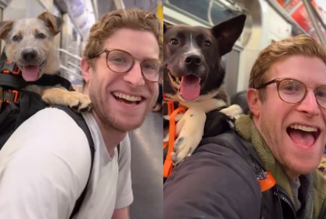Influenciador leva cães de abrigo para passear por Nova York e aumenta número de doações