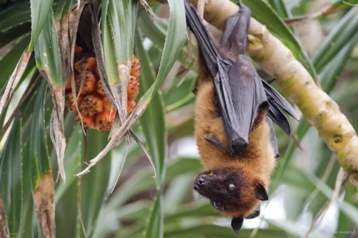 Morcegos – Jan Arendsz/Flickr cc/Cidrap/Reprodução