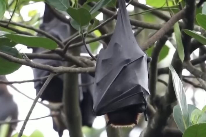 Morcegos – Reprodução/Record News