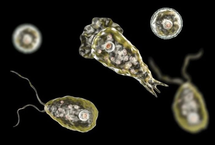 Naegleria fowleri é conhecida como 'ameba comedora de cérebro' – Reprodução/Emerging Infectious diseases