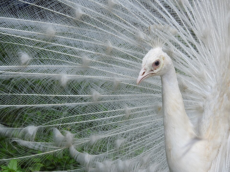 Por ser mais vulnerável na natureza, o pavão branco é raro em ambientes selvagens e aparece quase sempre em cativeiro. Ainda assim, sua presença reforça a diversidade genética da espécie e mostra como variações naturais podem transformar completamente a aparência de um animal.