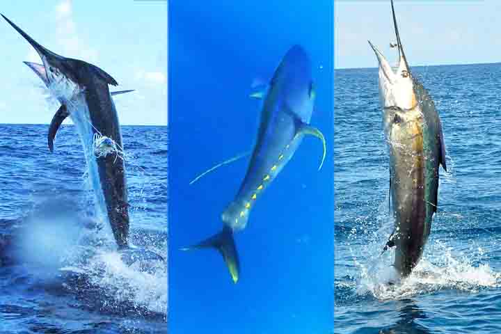 Os peixes mais rápidos do mundo - Reprodução do Flickr