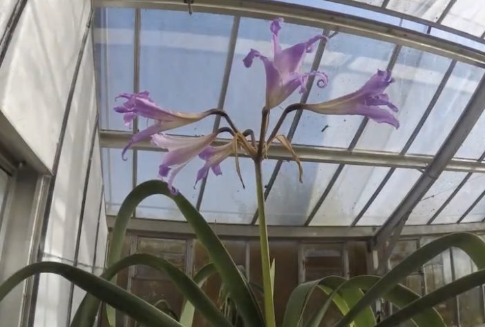 Planta Worsleya procera, Imperatriz do Brasil – Reprodução