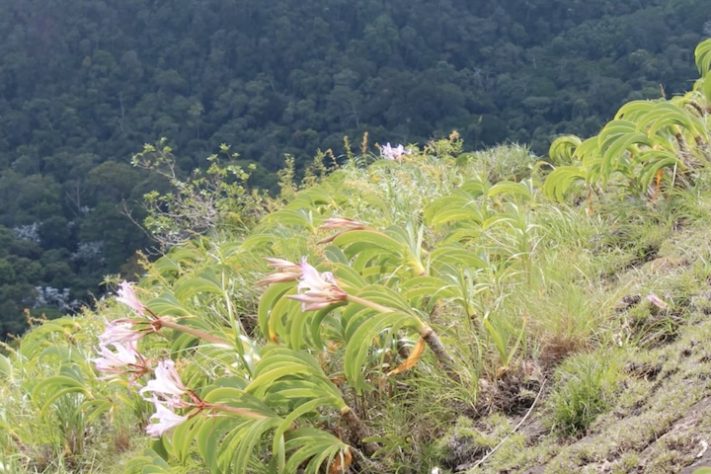 Planta Worsleya procera, Imperatriz do Brasil – Reprodução/YouTube