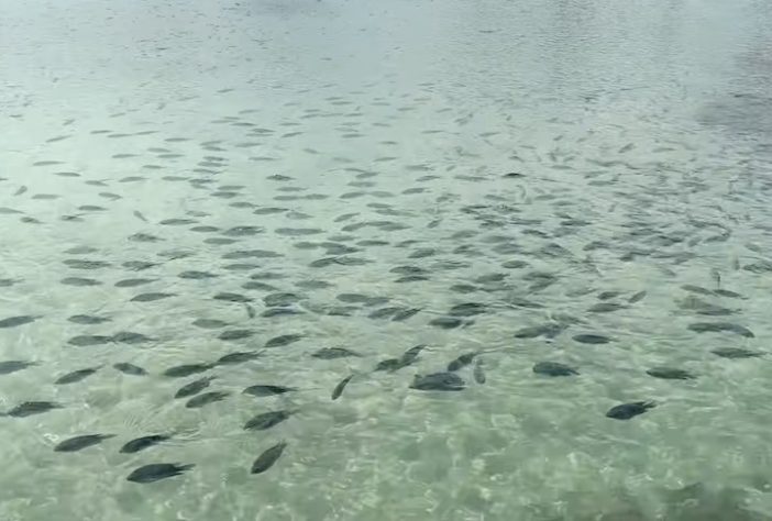 Porto de Galinhas, Pernambuco – Reprodução/YouTube