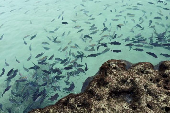 Porto de Galinhas, Pernambuco – Wikimedia Commons/Renatapolicarpo