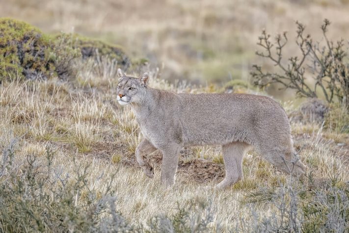 Puma concolor – Wikimedia Commons/Charles J. Sharp