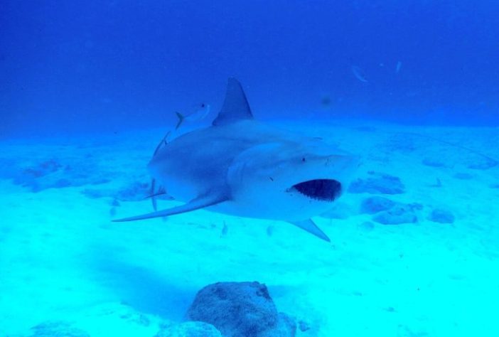 Tubarão-cabeça-chata – Wikimedia Commons/Jerome Paillet