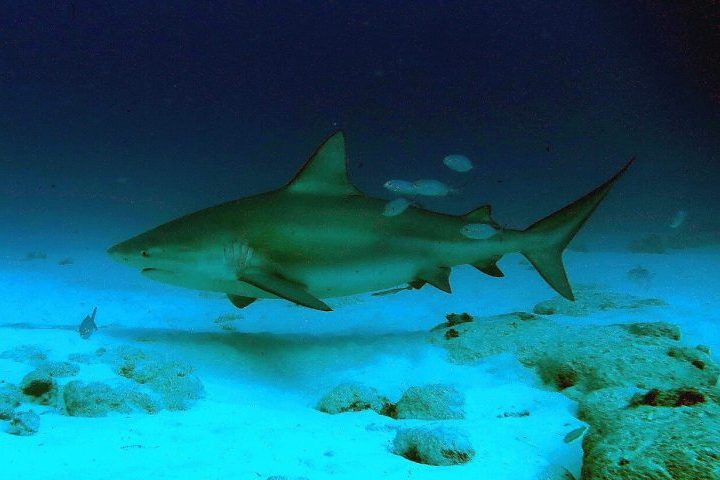 <p>O tubarão-cabeça-chata é uma das espécies mais temidas dos oceanos. Eles podem ultrapassar 3 metros de comprimento e pesar mais de 200 kg.</p>
