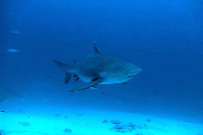 Sequência de ataques de tubarão em Sydney fazem autoridades interditarem praias – Wikimedia Commons/Jerome Paillet 