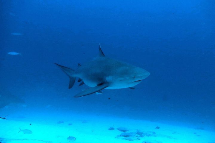 Especialistas acreditam que os ataques tenham sido provocados por tubarões-cabeça-chata, espécie conhecida pela agressividade.
-Wikimedia Commons/Jerome Paillet 