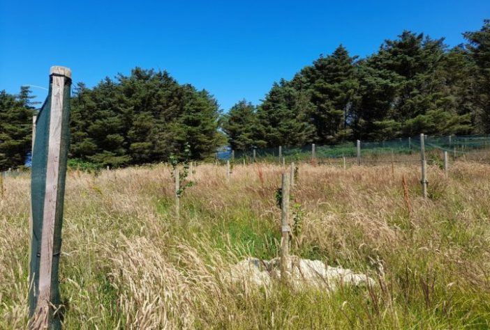 Ynys Enlli, ilha do País de Gales – Saplings on Bardsey Island by David Bremner
